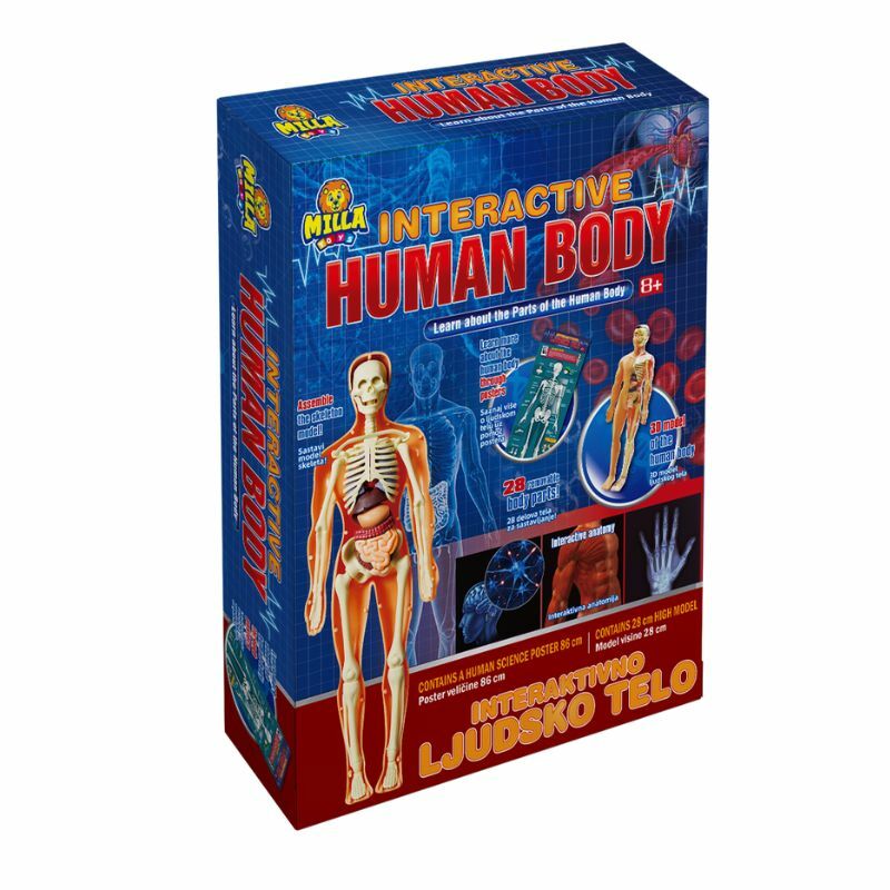Interaktivno Ljudsko Telo Milla Toys 11/72308 Mil